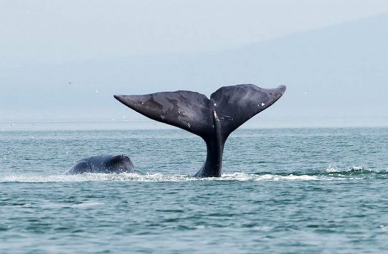 美国潜水员经历“鲸”口脱险